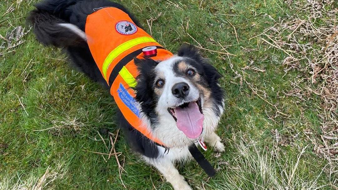 A mountain rescue team says Tarn the border collie helped in more than 70 callouts in five years.