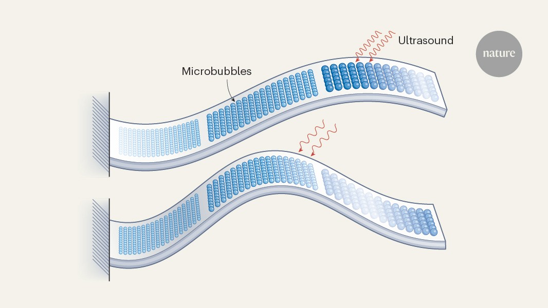 Soft materials filled with microbubbles flex when exposed to ultrasound — forming the basis of wireless devices that can be made to pass through organs such as the intestine.