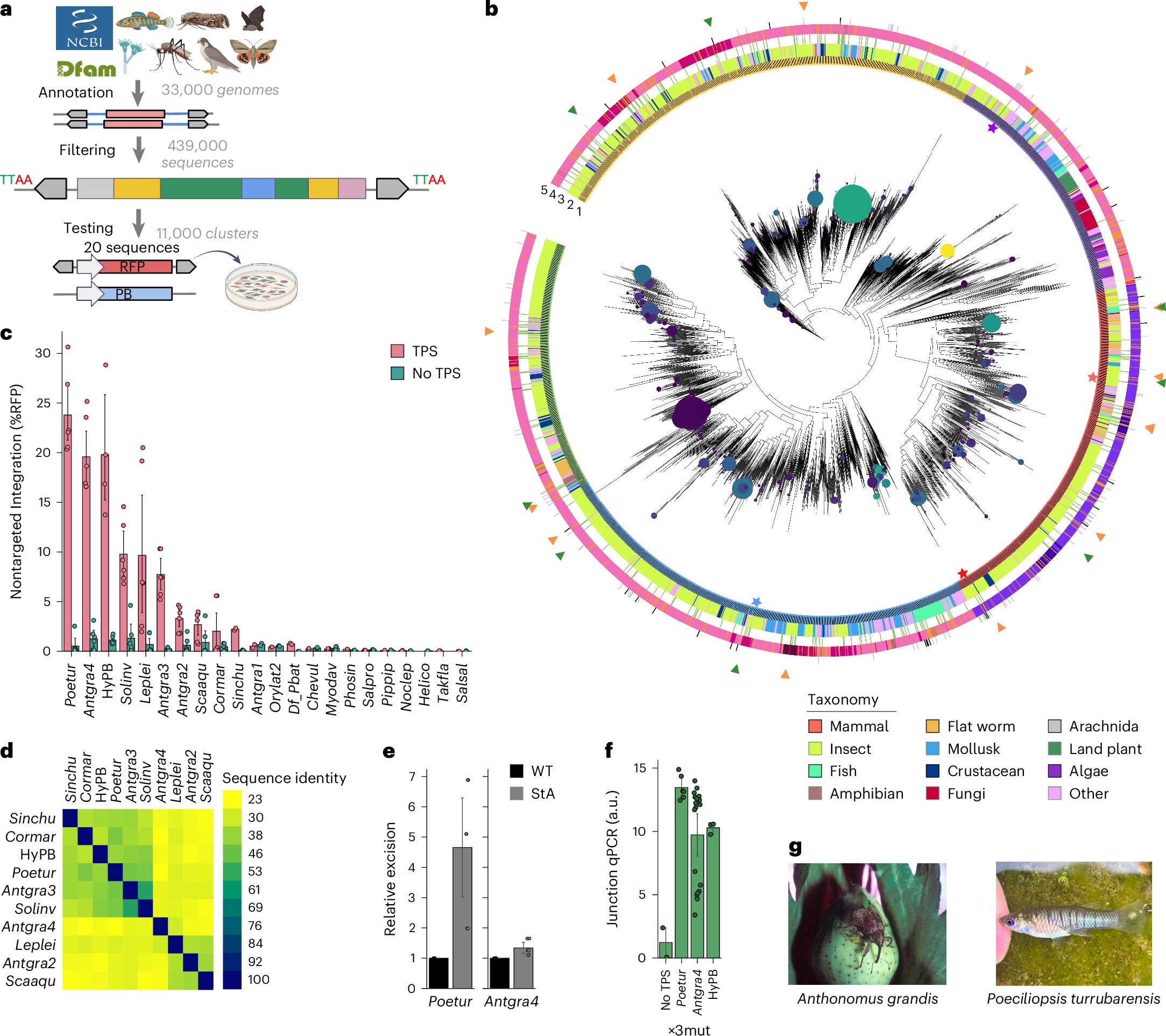 Researchers at Integra Therapeutics, in collaboration with the Pompeu Fabra University (UPF) Department of Medicine and Life Sciences (MELIS) and the Center for Genomic Regulation (CRG), have designed and experimentally validated new synthetic proteins that c…