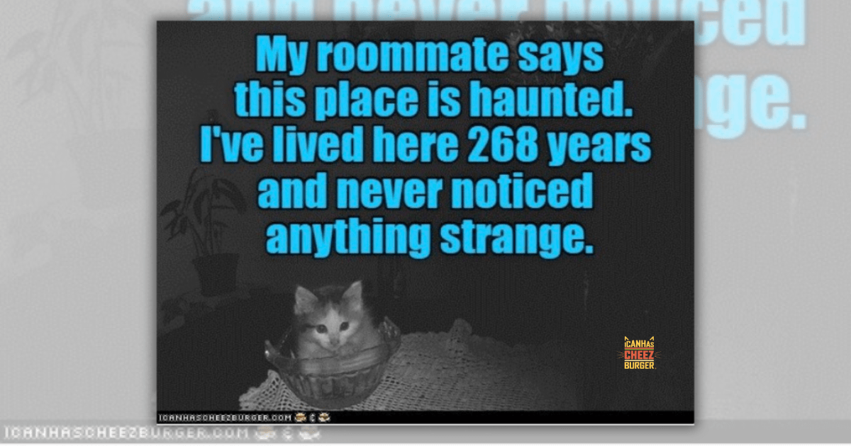 It's time for a little internet history lesson, folks. The hissterical cat memes you see today are the grandbabies of the first cat memes that came about in the mid-2000s. They weren't nearly as sophisticated as the curated kitties on the internet you see tod…