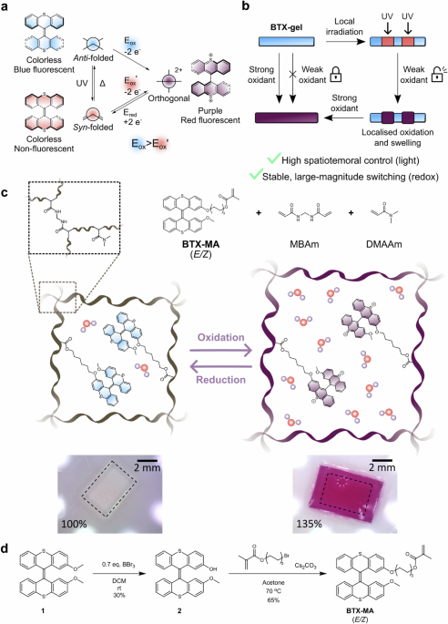 Light and redox switches are of interest for responsive materials, actuators and robotics. Here the authors integrated a redox- and photoresponsive switch into a polymer hydrogel enabling reversible redox-switching with high spatio-temporal precision.