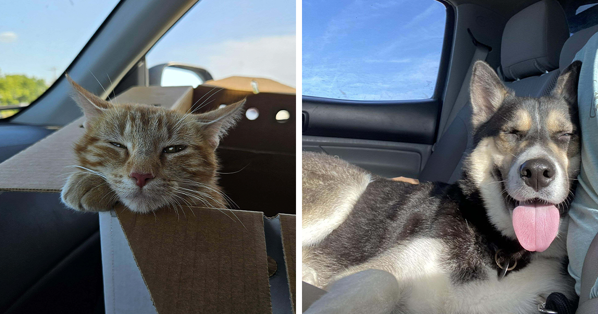 We'e back with our monthly edition of adorable pet photos. For September, we're bringing the same cuteness overload as we did in previous issues.
