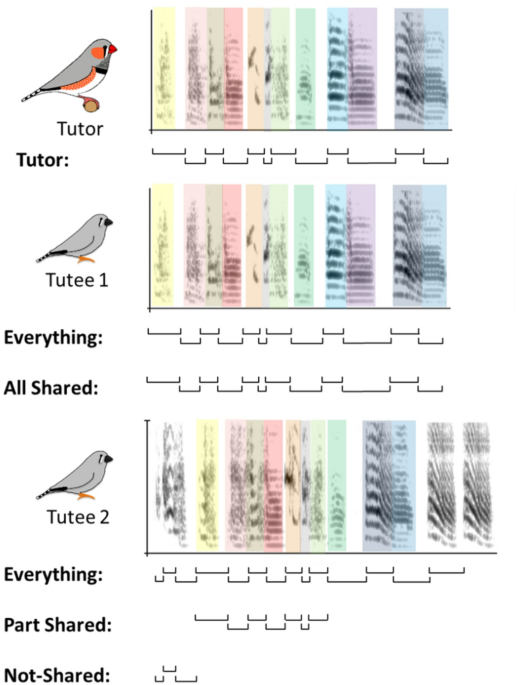 Scientific Reports - Zebra finch tutees not only share the melody but also the rhythm of their tutor’s song