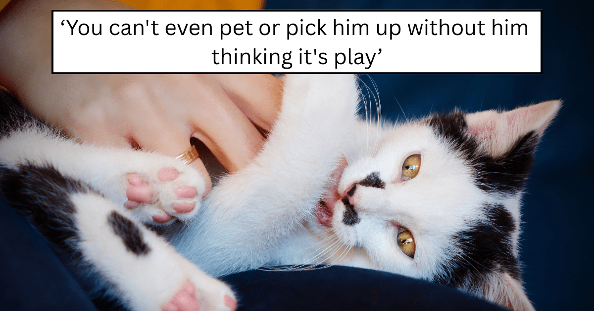 The classic first-time kitten conundrum. Equal parts adorable chaos and accidental bloodshed. This new pawrent is learning that kittens don't come with an "off" switch; they come with claws, zoomies, and a PhD in destruction. Every petting attempt turns into …