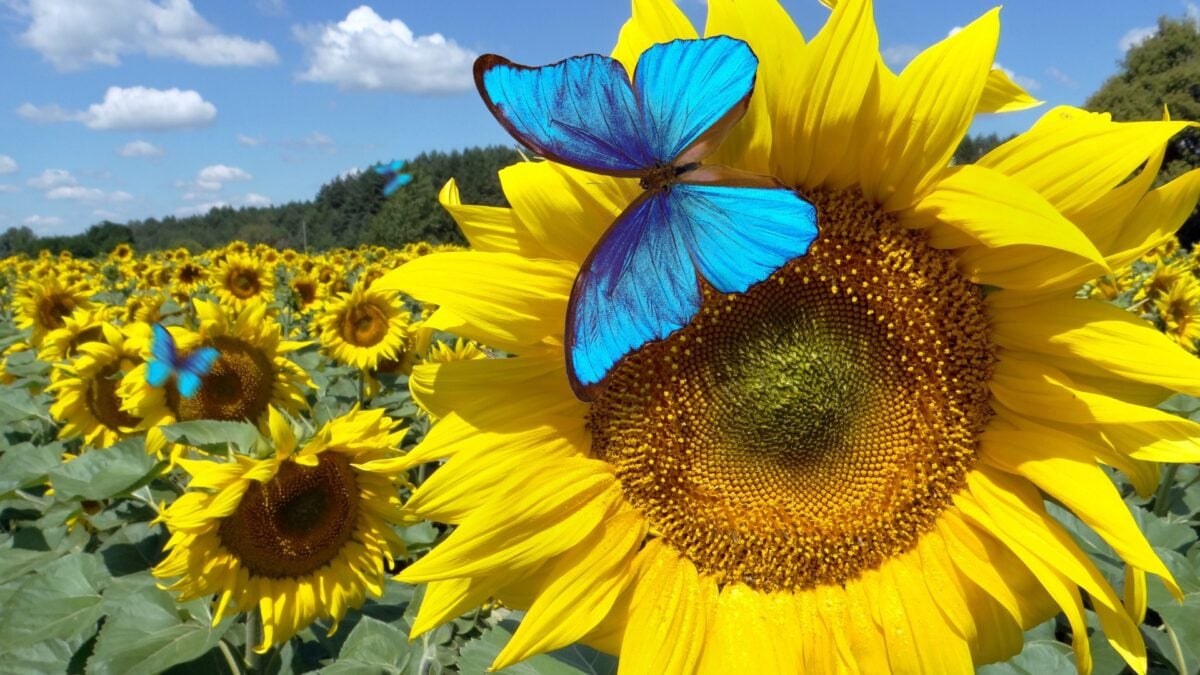 The Bluesky Discover feed is an avalanche of meh posts. It could be a powerful and addictive feature instead.