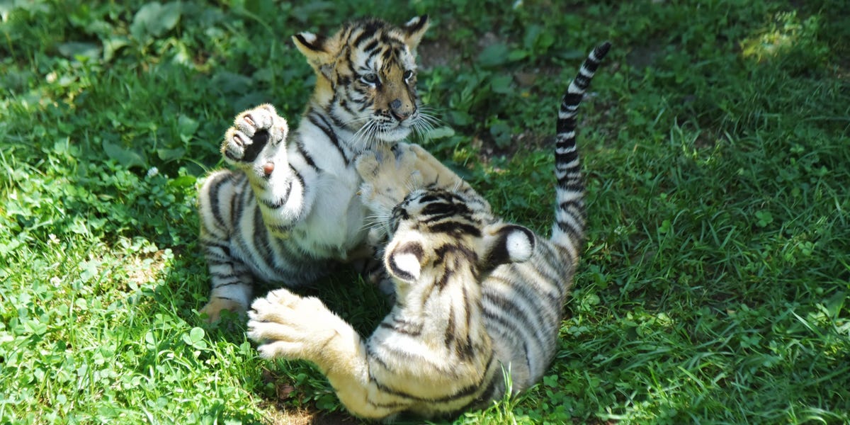 "Many private companies would do better staying private," D1 founder Dan Sundheim said on a podcast in October.