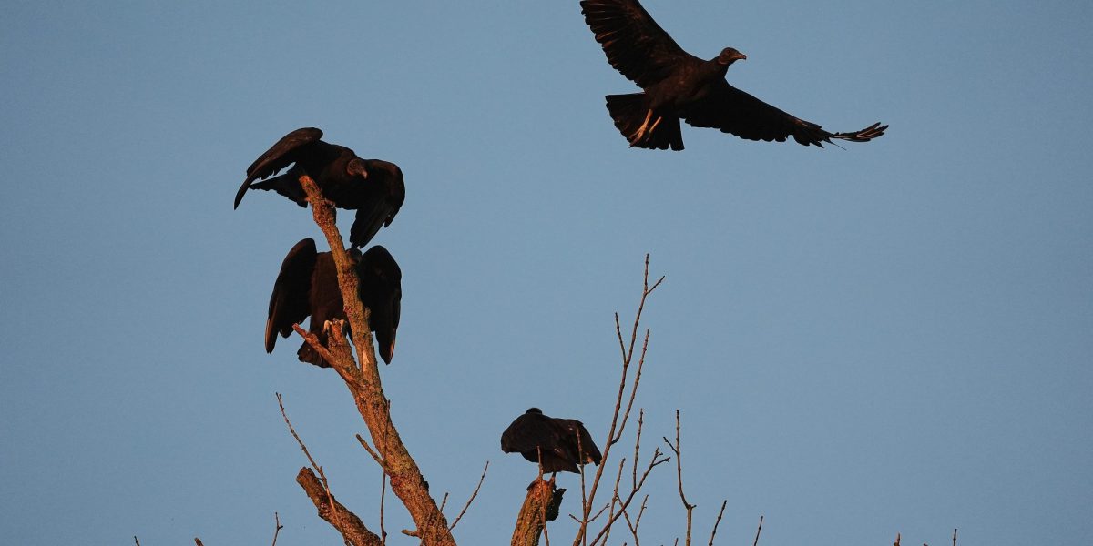 “Honestly, the black vulture is one of the ugliest things I’ve ever seen."