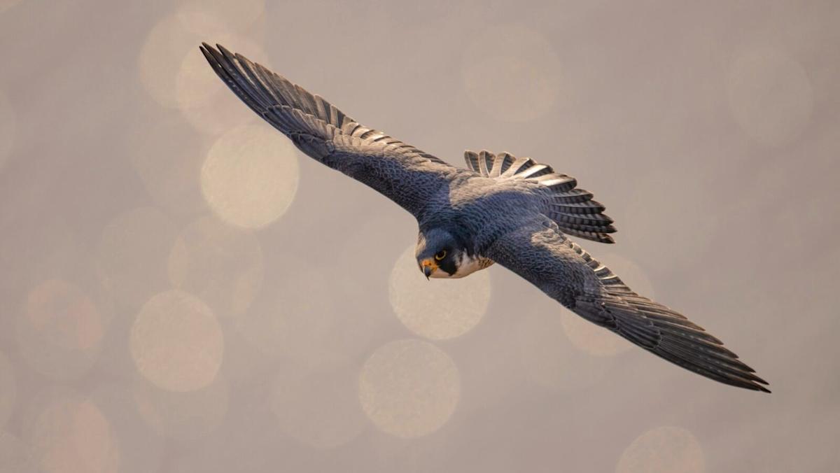 The acquisition marks one of the first major purchases of an ETF provider by a US crypto trading platform.