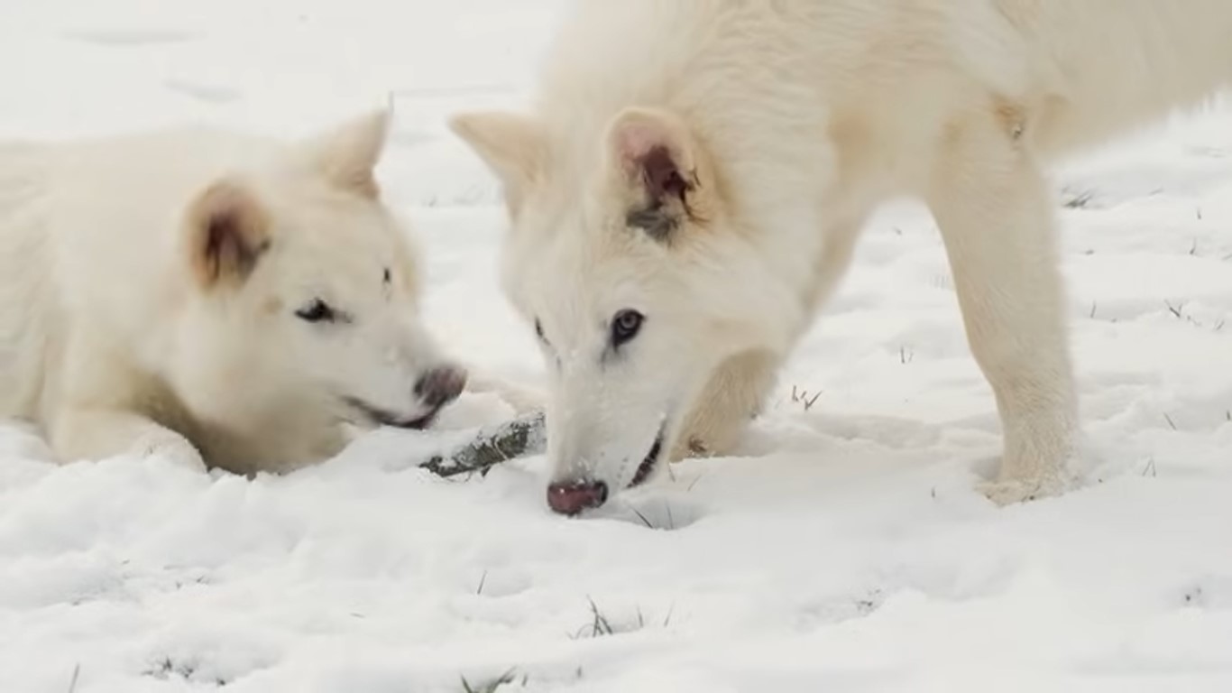 Colossal Biosciences, the Dallas-based biotechnology company known for its bold mission to resurrect extinct species such as the woolly mammoth and the dodo, announced its first-ever acquisition today: ViaGen Pets & Equine, a Texas company specializing in ani…