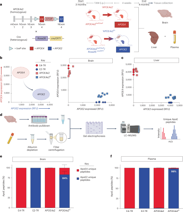 Using a mouse model enabling an inducible ‘switch’, Golden et al. show that an astrocyte-specific replacement of the Alzheimer’s risk gene APOE4 with protective APOE2 alters metabolism and gene expression, reducing amyloid pathology and gliosis.