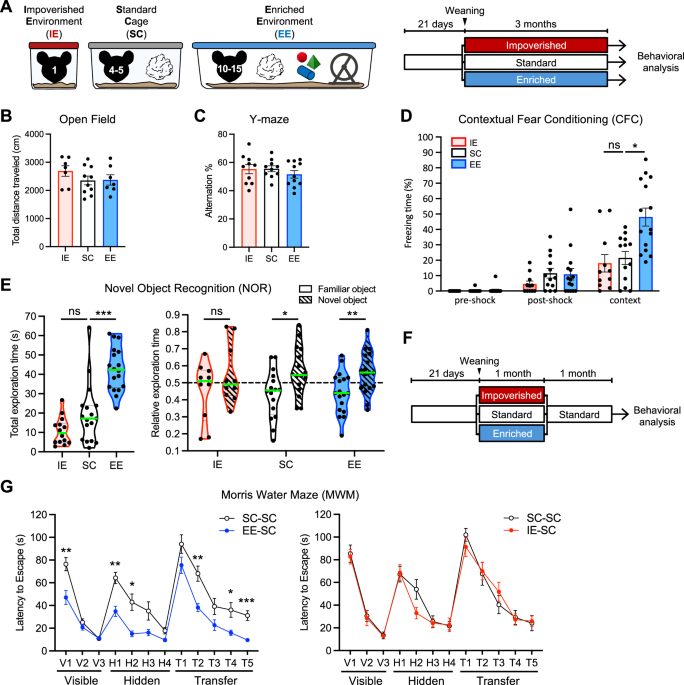 Early experiences shape cognition. Here, authors show that early environmental enrichment or deprivation alters cognition in mice, linked to gene expression and chromatin changes in hippocampal excitatory neurons, with AP-1 as a key regulator.