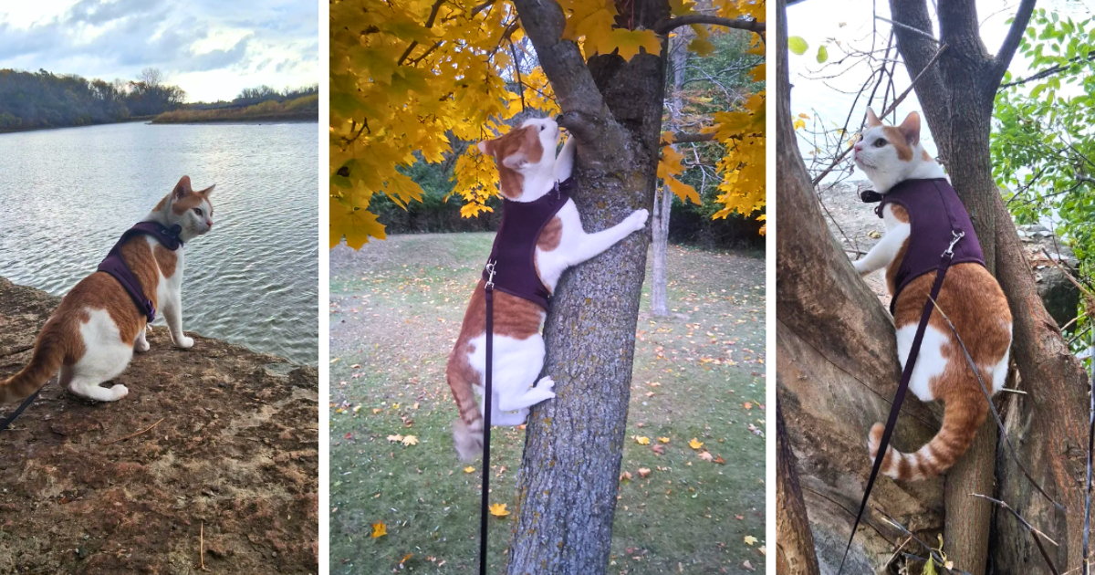 There's something magical about autumn - the crispy leaves, the pumpkin-spice-scented air, the cozy sweaters, and the orange-tinted sunshine. But you know what makes it even better? Cats who refuse to let the dogs have all the fun. Because while some kitties …