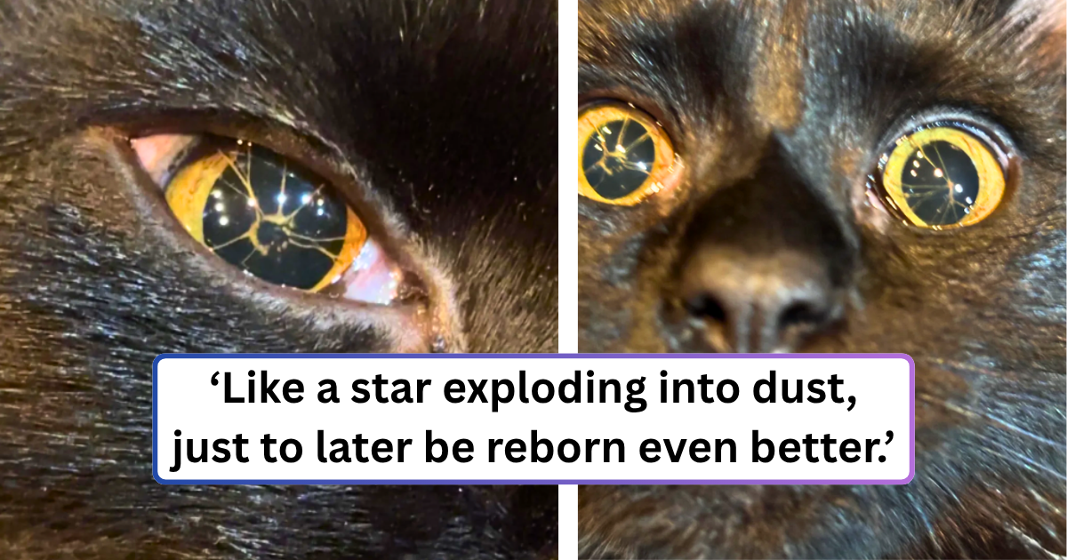 Just when we think we've seen every possible flavor of feline fabulousness, the cat universe goes, "Actually… here's something new". Cats have existed beside humans for thousands of years, evolving mostly into smaller, fluffier, bossier household loafs - but …