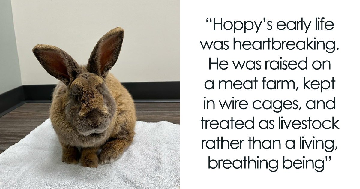 Hoppy’s early life was rough; he was raised on a meat farm in tiny wire cages and treated as nothing more than livestock.