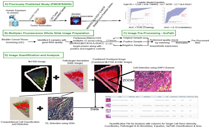Scientific Reports - A novel spatial framework to validate arsenic exposure gene expression profiling in bladder cancer using multiplex FISH and AI-powered digital pathology