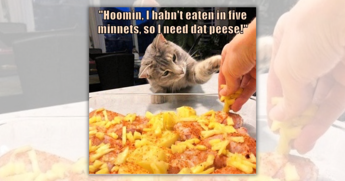 Meowllo, fam. You already know that it's Furiday, so get your work clothes on and get up, we've got work to do! We're taking you with us today to our LOLcat meme orchard where we pick all the finest feline memes of the week for you. You know what they say, gi…