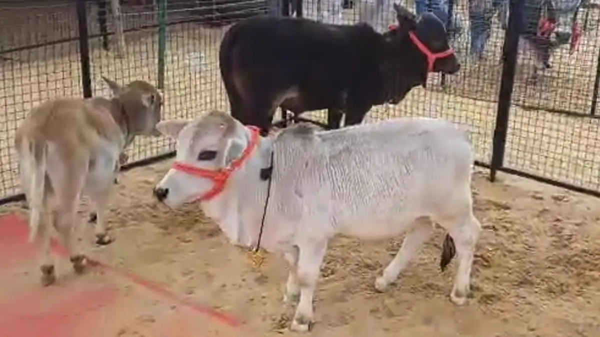 Explore how a National Livestock Insurance Scheme can revolutionize rural India by protecting farmers' vital assets and livelihoods.