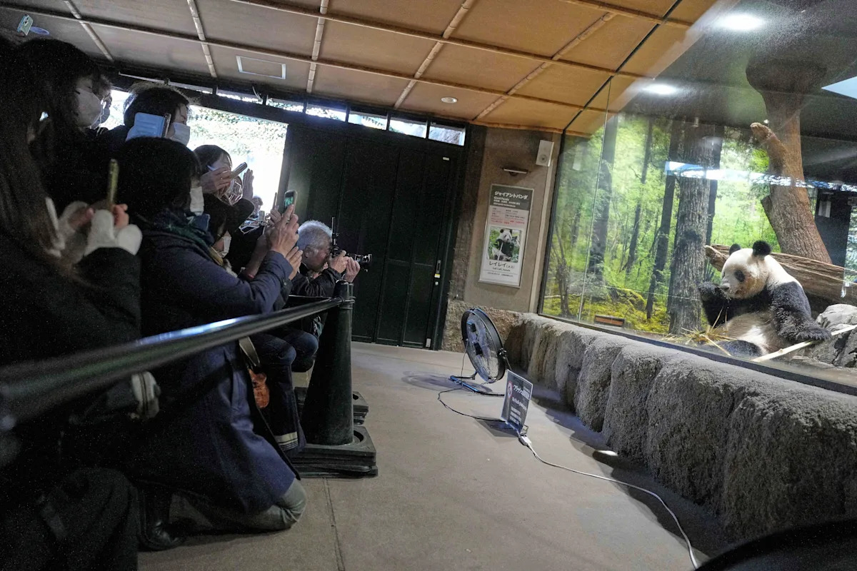 Thousands of people flocked to Tokyo's Ueno zoo to have a last glimpse of the popular twin pandas that are set to return to China next month, worried if or...