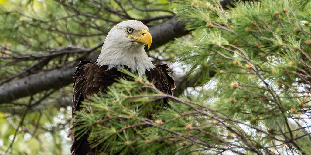 A new lawsuit could finally end the secrecy surrounding wind turbines killing eagles. Wyoming’s Albany County Conservancy (ACC) is suing the US Fish and Wildlife Service (FWS) for failing to provide the mandatory eagle kill reports for three big wind faciliti…