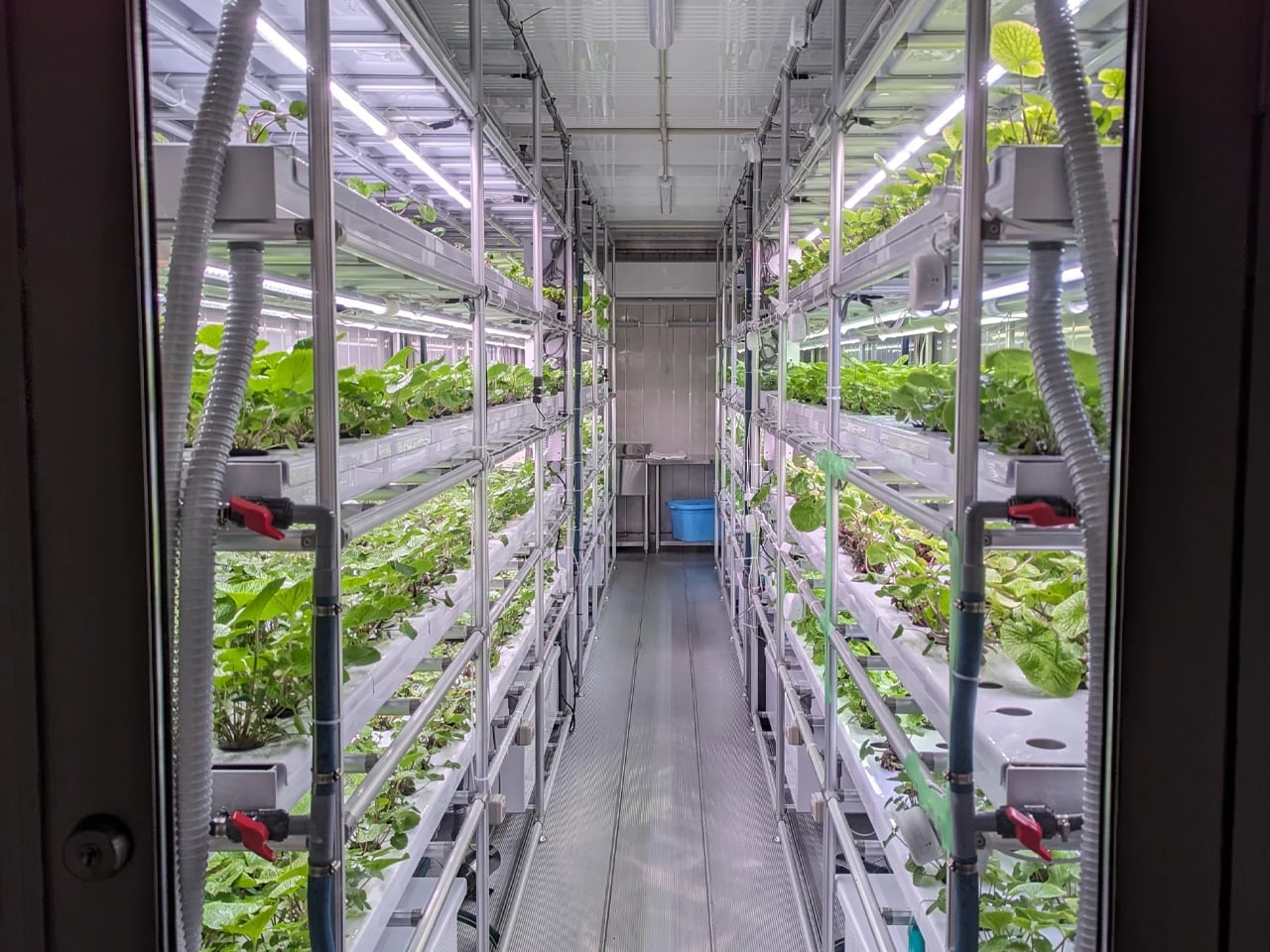 Japanese Startup Brings Wasabi Farming to Shipping ContainersIn a shipping container parked next to Macnica’s headquarters in Yokohama, an innovative revolution in Japanese agriculture is taking root. Inside the 40-foot steel box,...