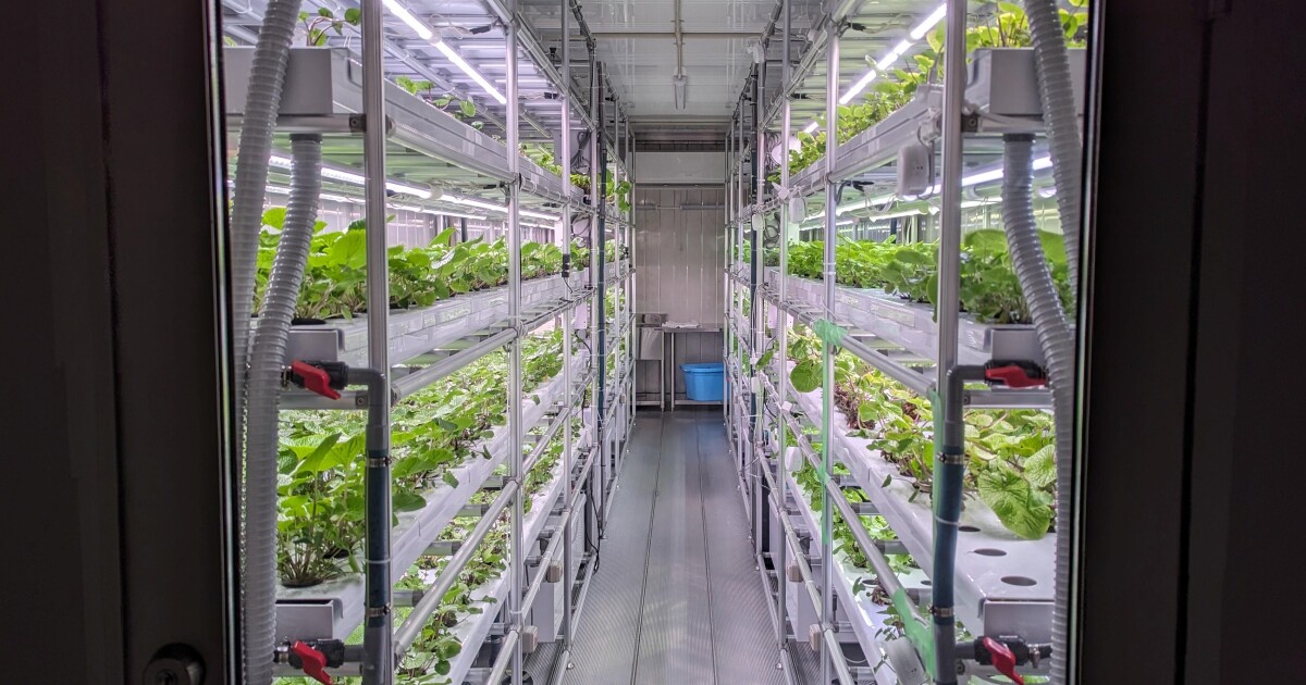 Japanese cuisine gourmands keen on the snappy, nose-tingling, eye-watering bite of wasabi that accompanies sushi might not know that green daub on their plate may actually be horseradish in disguise.Continue ReadingCategory: Good Thinking, TechnologyTags: Agr…