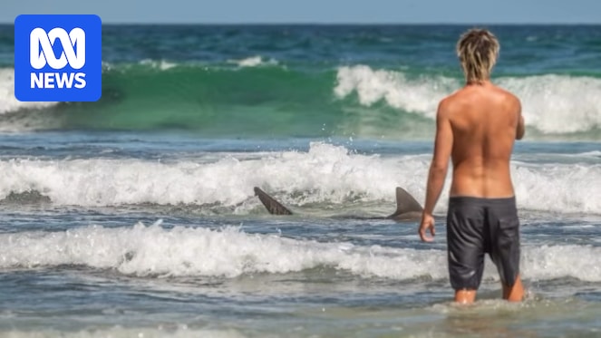 A marine scientist warns against getting in the ocean with sharks after footage emerges of swimmers at Byron Bay next to a huge school of bait fish and hundreds of the predators.
