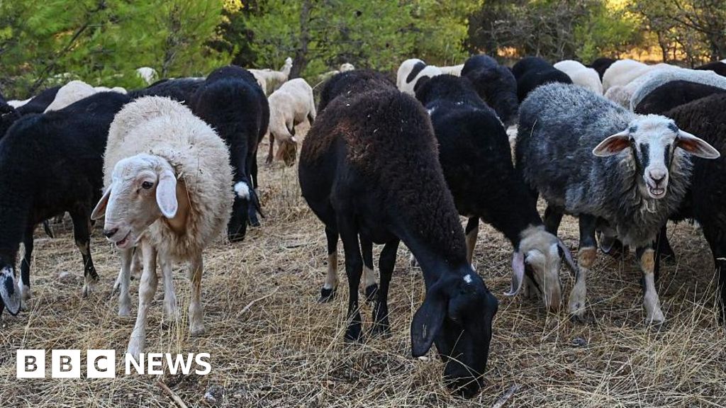 Livestock is being culled across the country due to an infectious disease outbreak.