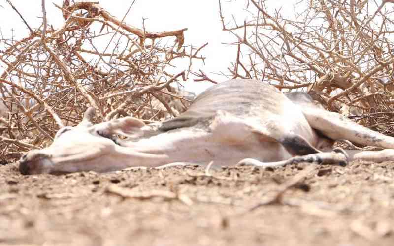 Humans get infected during close contact with infected animal carcasses or contaminated animal products