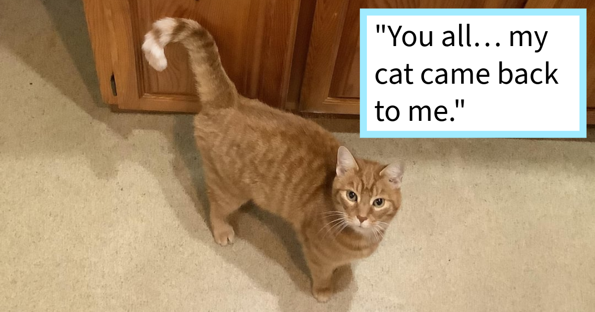 Cats are truly a mysterious bunch, and we would not be surprised if many of this world's mysteries could be solved if a cat thought translator would be invented. If we could finally know what is going on in their tiny, albeit brilliant, minds, who knows what …