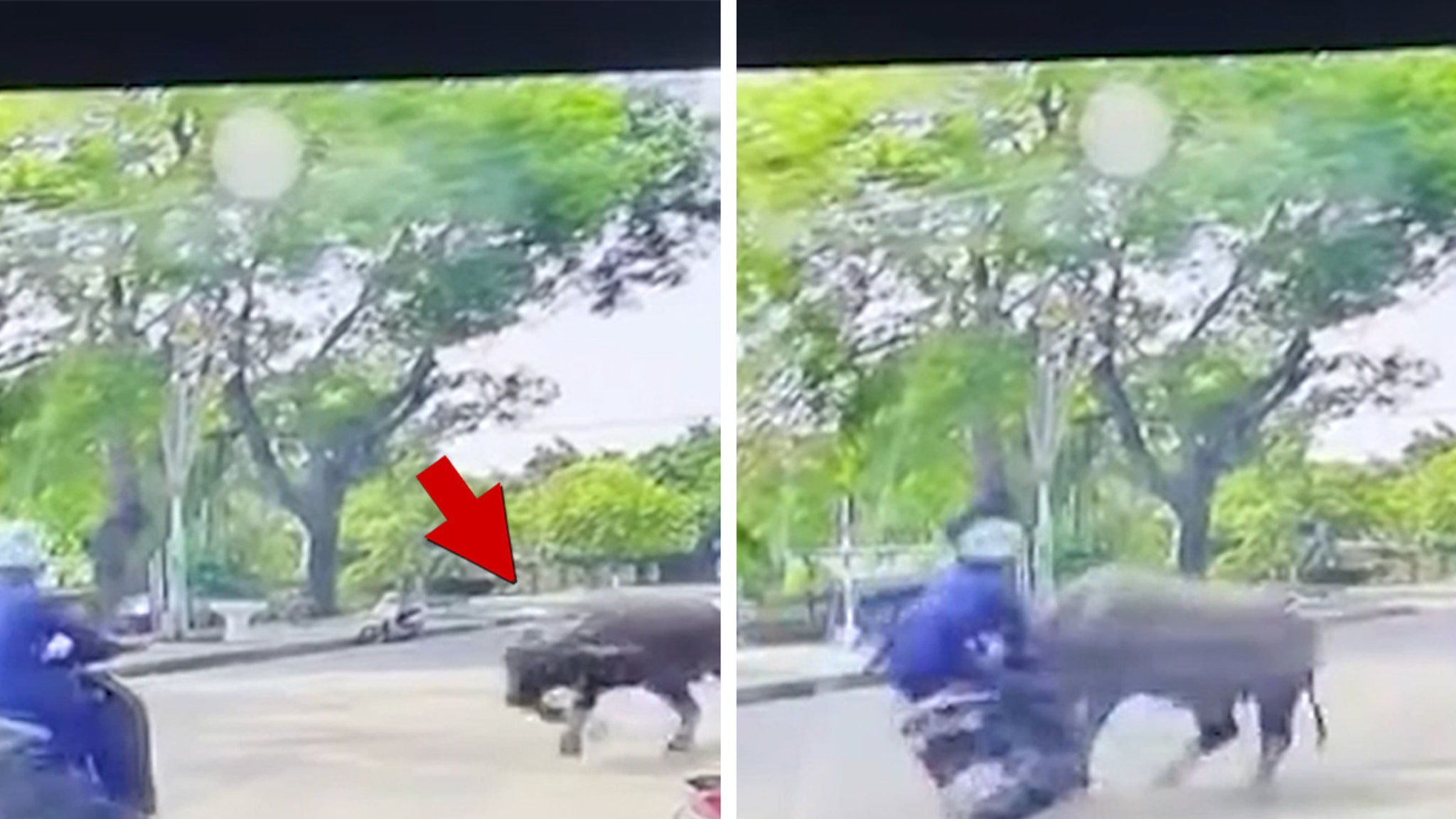 A raging quarter-ton water buffalo in Vietnam busted loose from its pen this week -- and plowed straight into a woman on a motorbike ... all caught on camera! Check out this hair-raising dashcam footage -- the beast locked onto the scooter-rider in…