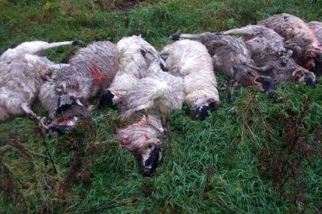 It started with a farmer in West Kerry, tears running down his face. “He told me his sheep had been chased off the cliffs. Broken legs. Lambs gone,” says John Joe Fitzgerald, Vice President of the Irish Natura and Hill Farmers Association (INHFA). “That momen…