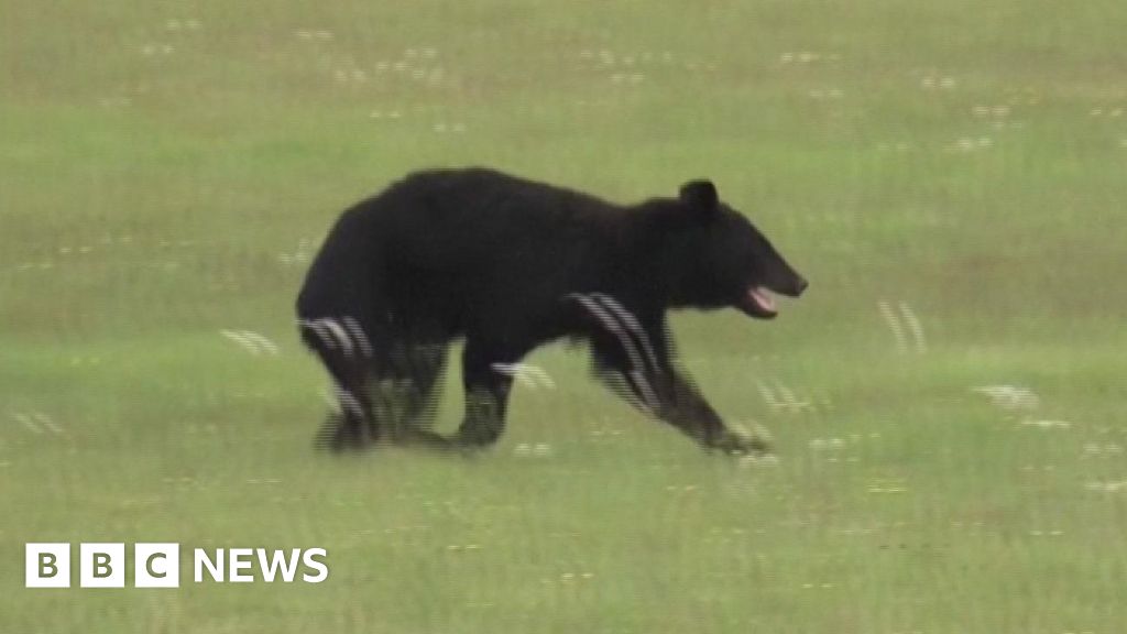The bear forced authorities at Yamagata Airport to temporarily shut its runways and cancel flights.