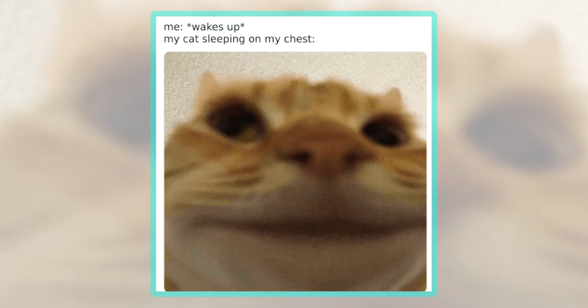 Say, cat pawrents, did you ever consider a world where you're not a cat pawrent? Not being the peasant in the kingdom of a demanding meownarch. Not being biscuits-awakened by them in hours that shall not be named. Not having a cat cry because their food bowl …
