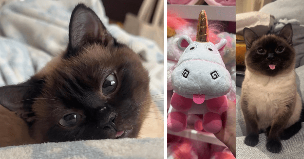 Big cats, small cats, medium-sized cats, chonkers, and even smol cats are all loved here at the I Can Has Cheezburger offices. Let's just say that if it meows, it's getting snuggles around here. We spend our days writing about the funniest cat memes on the in…