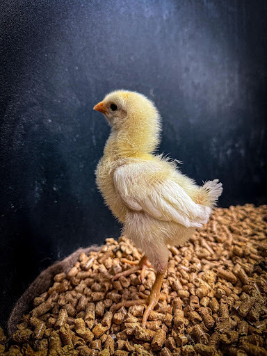 The firm's Avian Genetics Group has successfully grown primordial germ cells (PGCs) from a pigeon, marking a critical step in the species' revival.