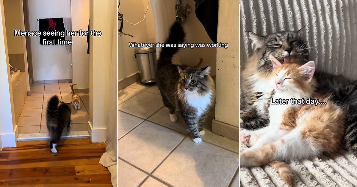 There are many cats on the streets and there are animal lovers working tirelessly to help them. Some cats are considered "feral," which can be in different degrees. There are some feral cats that simply just need a one-cat household. There are some who do not…