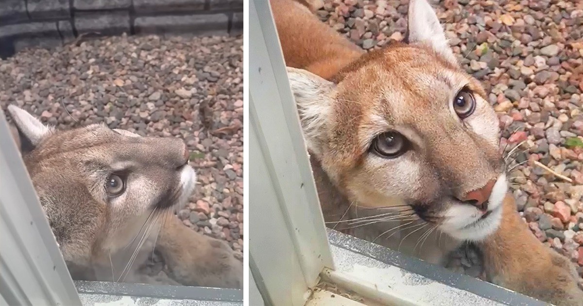One of the things that all cats have in common - and we mean all of them, big cats included - is their curiosity. They will always end up in places that you don't expect them to be. They will always surprise you. And they will never understand the concept of …