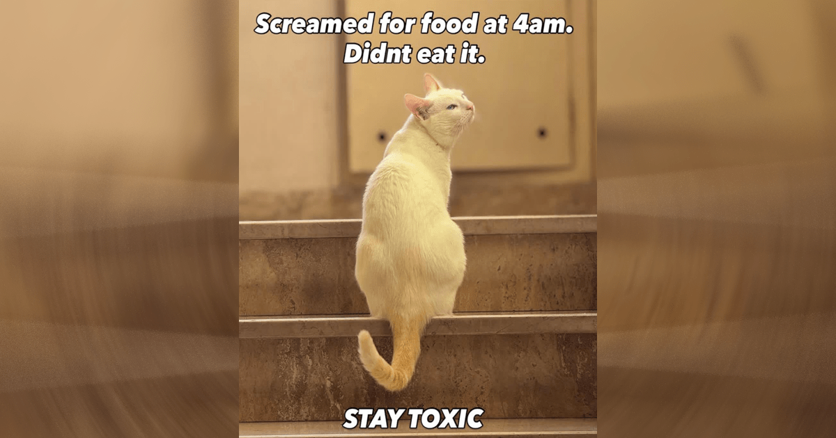It is a true feat of evolution that cats have managed to present themselves in such a way that a high percentage of people can't help but stop what they are doing and annoy them when they see them. Our feline friends are the full package: cute, entertaining, …