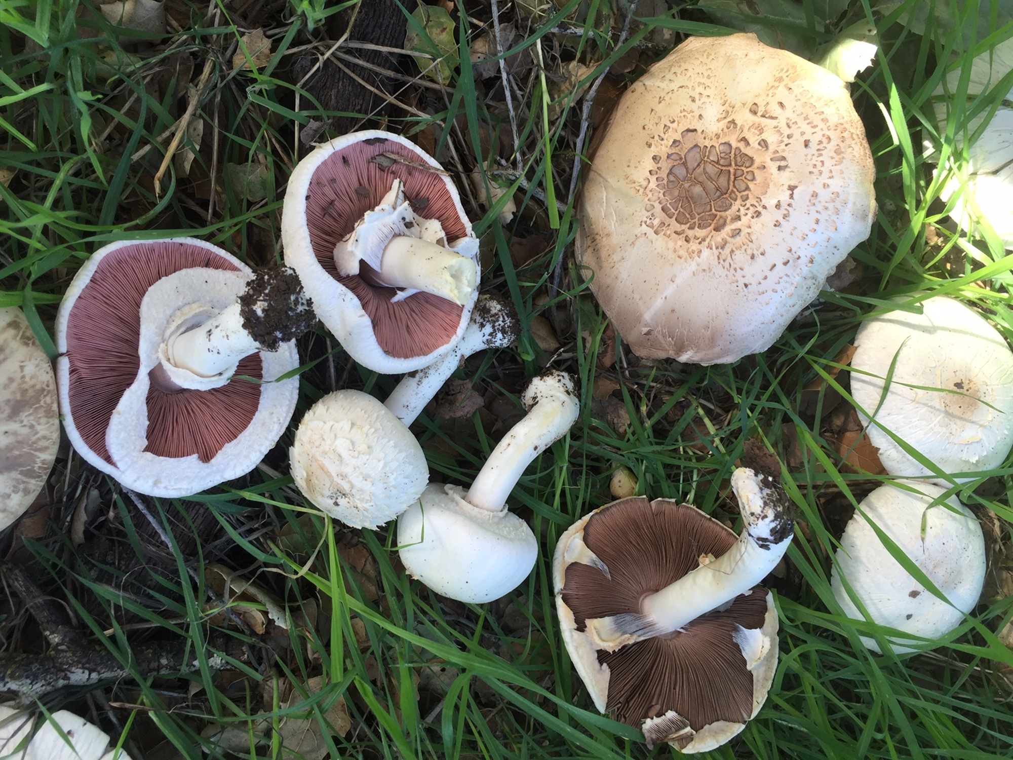 A Sonoma County resident died last weekend after ingesting wild mushrooms, at least the third such death in California since November amid a major outbreak of mushroom poisonings.