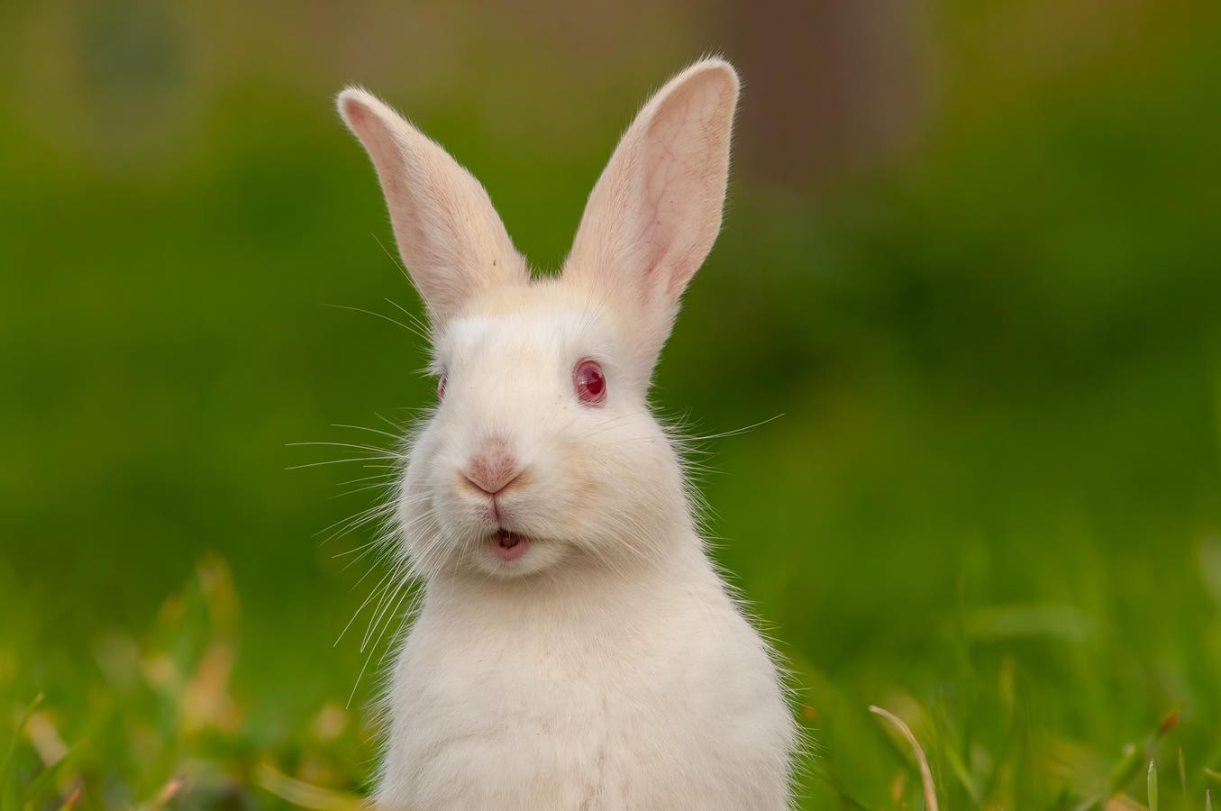 The White Rabbit trend on TikTok has people sharing stories of unexpected life-changing often terrible events with the following catchphrase: “The white rabbit got me.”