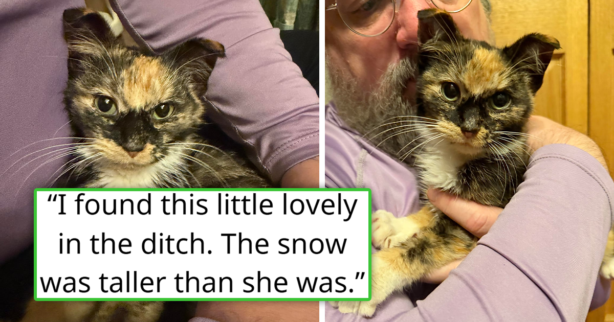 No kitten should be stuck outside in the snow when there are so many available homes and warm blankets out there.&nbsp;
In weather like this, it's highly important to keep an eye out. It took a couple of seconds for the person in this story to spot this frozen ki…