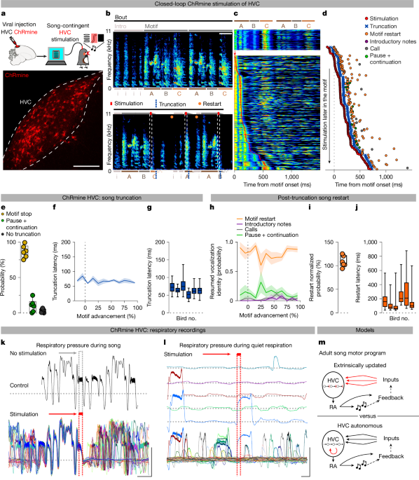 A cortical premotor network in HVC, once initiated, can sustain and regulate the sequential production of zebra finch song syllables without major extrinsic inputs.