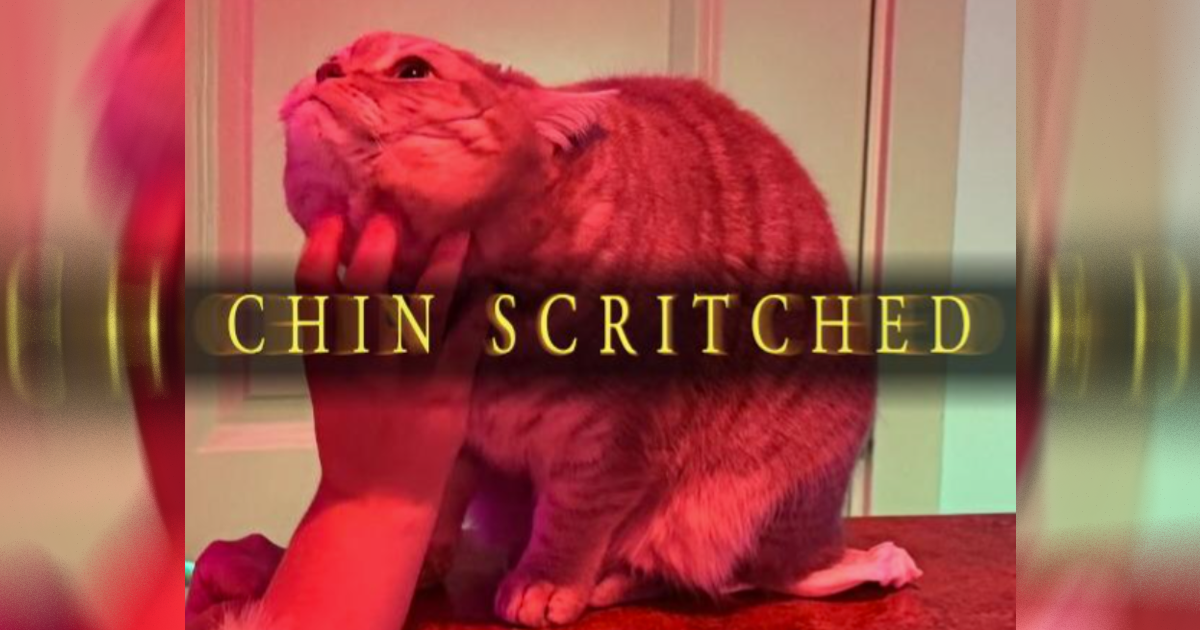 Something that has pained many a cat owner over the years is the question of whether cats understand how much we love them. They certainly do not always appreciate the attention that we give them, and it is hard to figure out how much a concept they have over…