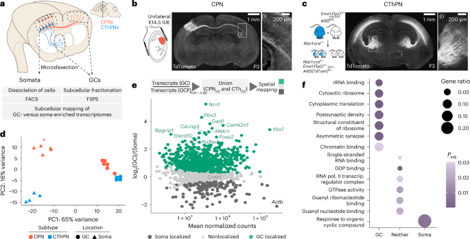 Distinct neuron subtypes compartmentalize specific functions by differentially localizing and translating specific RNAs. This work identifies dynamic subtype- and stage-specific growth cone molecular machinery during neocortical circuit development.