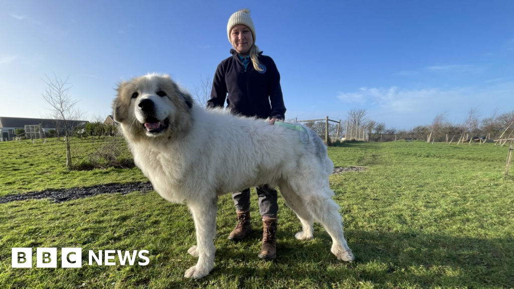 An animal rescue charity says it received "hundreds of inquiries" about the Pyrenean mountain dog.