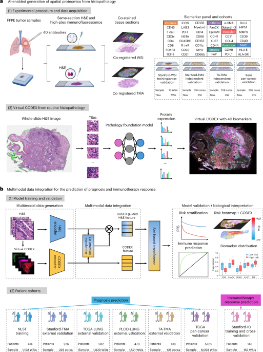 A model trained to generate spatial proteomics profiles and predict the expression of 40 biomarkers directly from histopathology slides is shown to improve survival and treatment response prediction in patients with lung cancer.