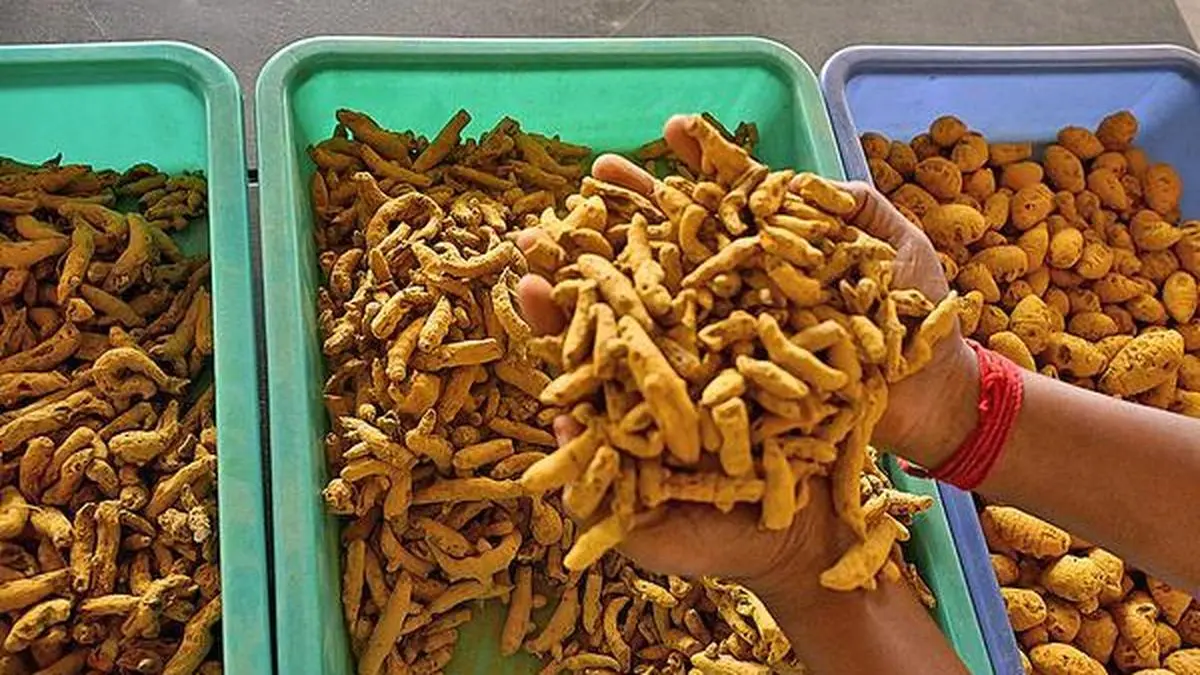 A policy paper brought out by RPCAU suggests seeking GI tag for two varieties - Rajendra Sonia, Rajendra Sonalika, strengthening FPOs in turmeric