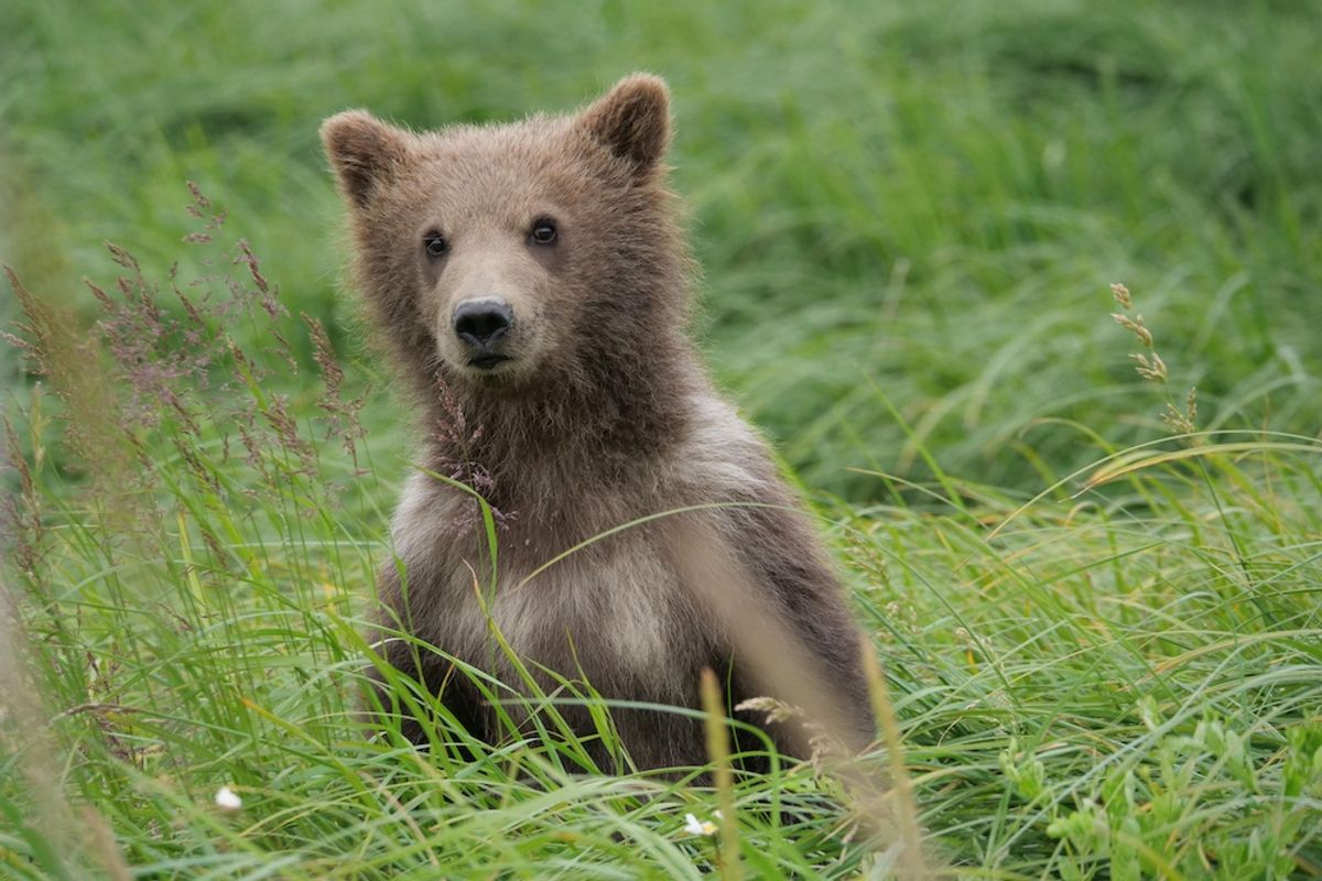 Learn about the AI program that's recognizing individual brown bears in Alaska by their faces and poses.