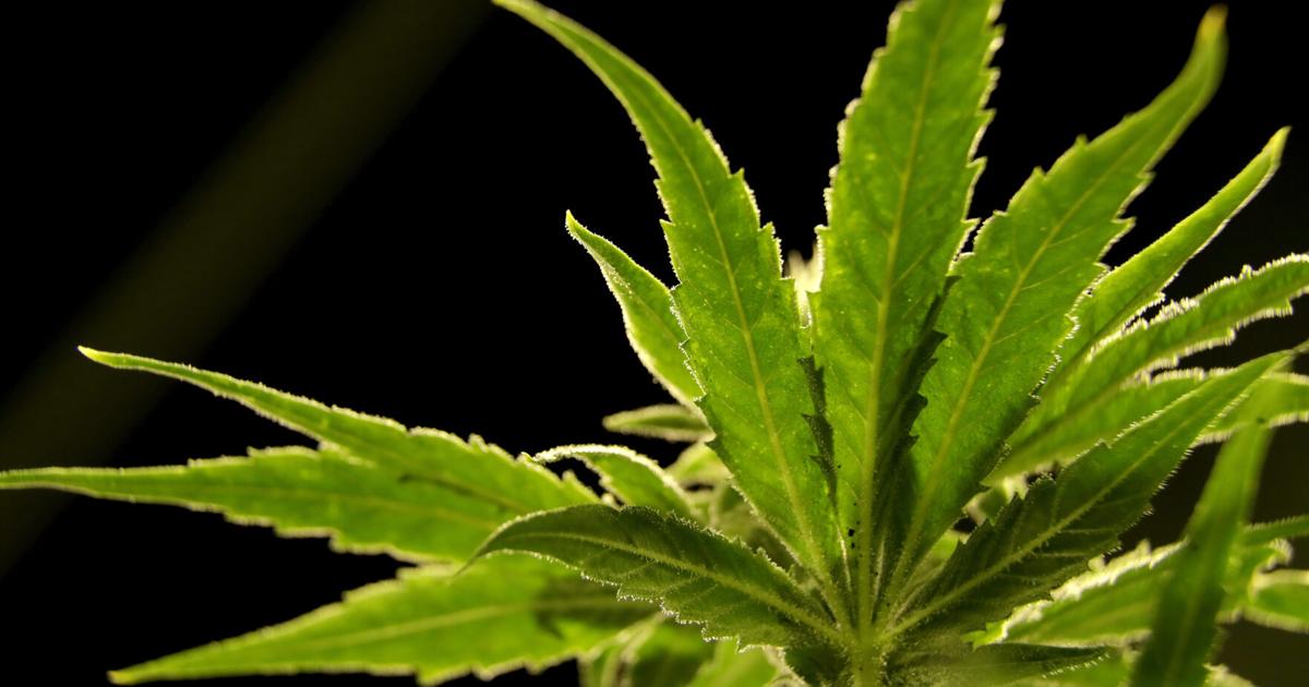 Medical marijuana dispensaries are set to open in Louisville and Frankfort this week.