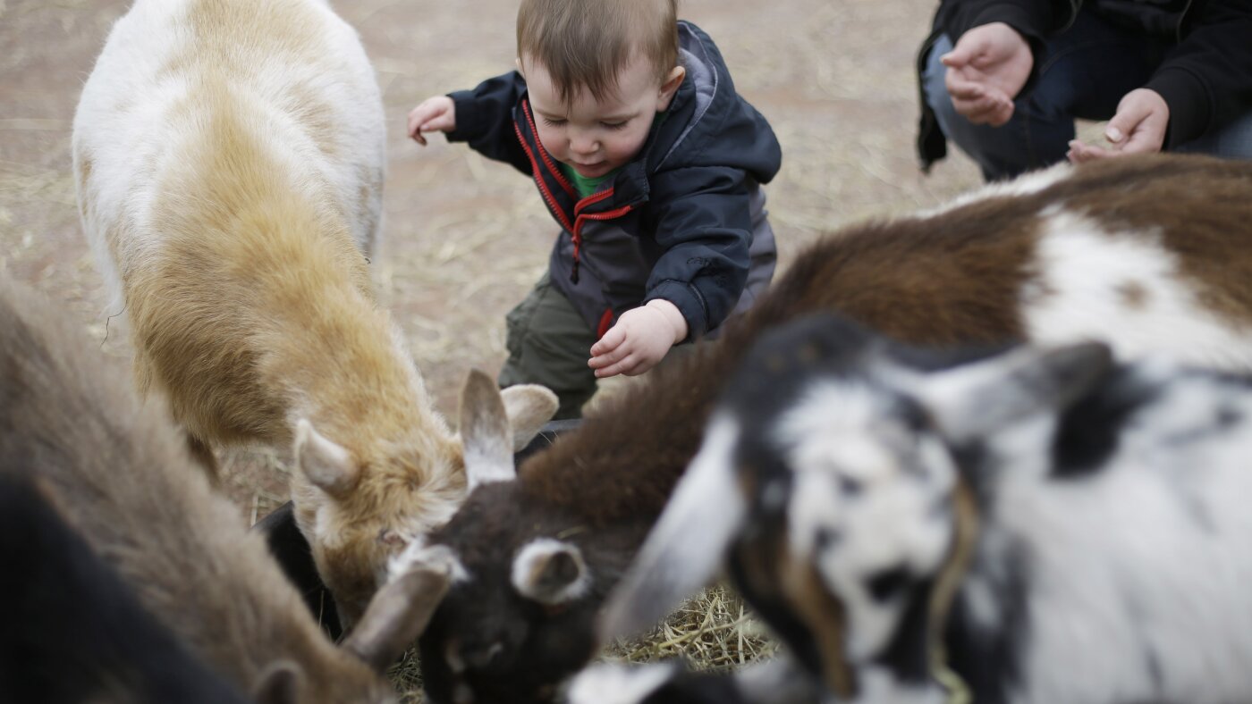 Kid, meaning a young goat, is a word that was borrowed from the Vikings around the 9th century. Centuries later, it came to mean a child and a teasing joke.